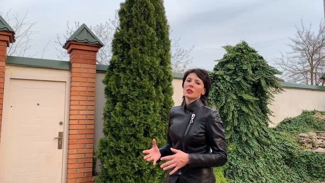 ТУЯ СМАРАГД. Уход за туей, обрезка.