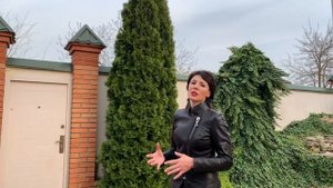 ТУЯ СМАРАГД. Уход за туей, обрезка.