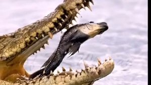 Правила подводной охоты