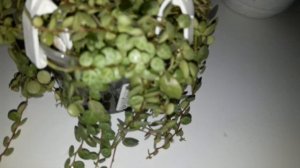 КОМНАТНЫЕ ЦВЕТЫ.ПЕПЕРОМИИ.