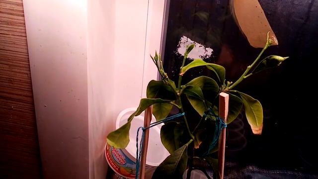 Формирование кроны у домашнего лимона.Лимон ,мандарин.Прищипка.Формирование штампа, первого порядка