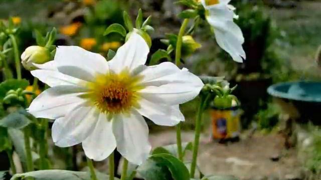 Beautiful Flowers - 3:   DAHLIA