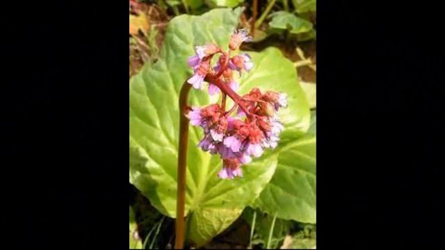 #Бадан3 Цветы садовые31 Декоративные растения смотреть онлайн