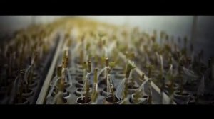 Прививка роз с укоренением 2