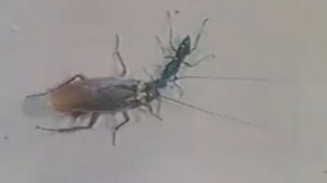 Изумрудная тараканья оса зомбирует таракана