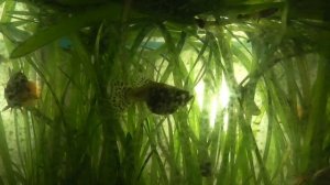 Вечерний аквариум, в аквариуме плавают аквариумные рыбки, орловские рыбы гуппи и меченосцы