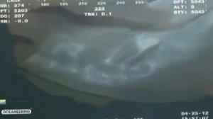 5 СТРАШНЫХ МОНСТРОВ СНЯТЫХ НА КАМЕРУ [Черный кот]