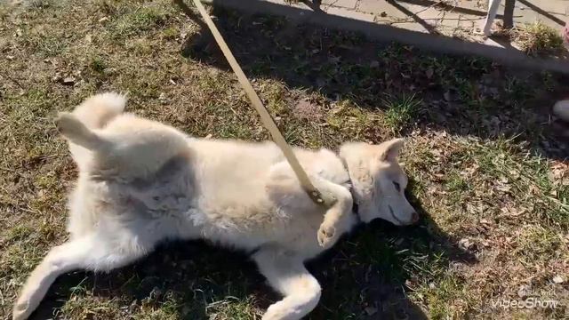 ПОСМОТРИТЕ😲 Как СПИТ ХАСКИ 🤣😂  Такого ВЫ не видели 👍 смотреть онлайн