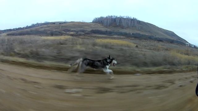 Максимальная скорость Хаски. Maximum dog speed смотреть онлайн