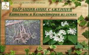 Выращивание саженцев декоративных деревьев из семян - Катальпа и Кельрейтерия