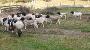 Дорпер бараны производители 50 голов 100% Беларусь кфх семейная ферма +375296554488 Роман #dorper