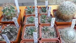 ПОЧЕМУ НЕКОТОРЫЕ КАКТУСЫ РАСТУТ ОЧЕНЬ МЕДЛЕННО