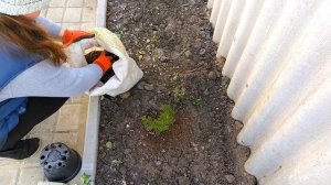 КАК УКРЫТЬ МАЛЕНЬКИЕ ТУИ НА ЗИМУ / TO COVER LITTLE TUI FOR WINTER