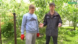 Яблоки и груши без червяков! Спасаемся от плодожорки только так!