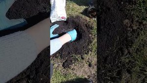 Посадка плодовых кустарников. Жимолость.