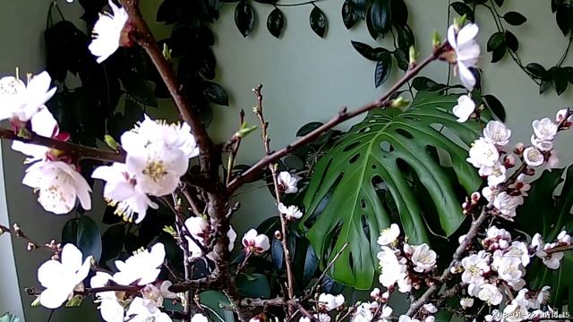 Абрикосы цветут Ускоренная съемка смотреть онлайн