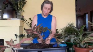 Как отделить деток аглаонем.