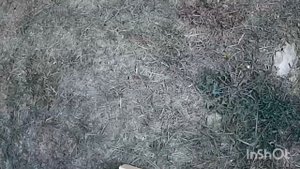 Молоток американских строителей. Мои впечатления.