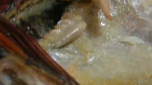 Черви в Окунях. Новоаганская рыба. Гельминты. Описторхоз