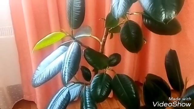 ФИКУС Каучуконосный Уход  в домашних условиях - личный опыт!/ Фикусы мама и дочка.