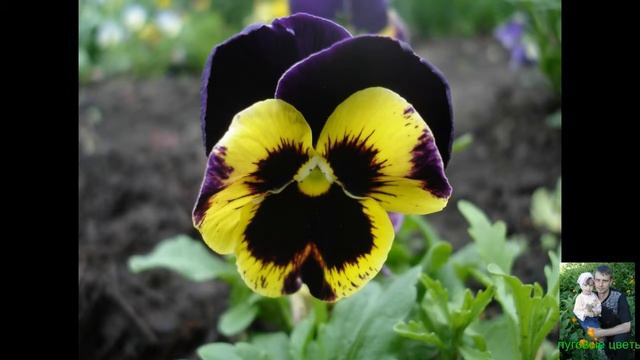 Полевые и луговые цветы. смотреть онлайн