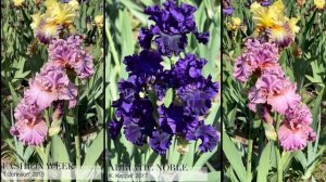 Цветение ирисов из нашей коллекции 2021, ч. 4
