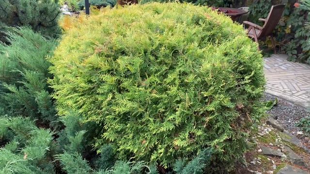 Туи через 15 лет, голубая ель выше дома | Черенкование можжевельника и голубой ели осенью дома смотреть онлайн