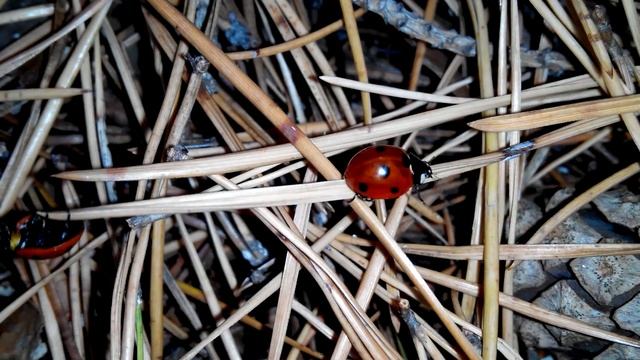 Чаепитие в лесочку. Таймлапс смотреть онлайн