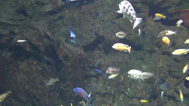 Аквариум Turkuazoo, Стамбул (6) смотреть онлайн