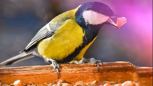 Звуки синицы: пение птицы синицы