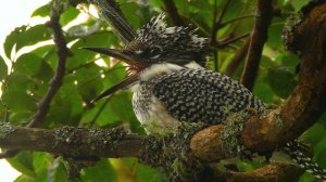 Большой пегий зимородок (Megaceryle lugubris) - Crested Kingfisher