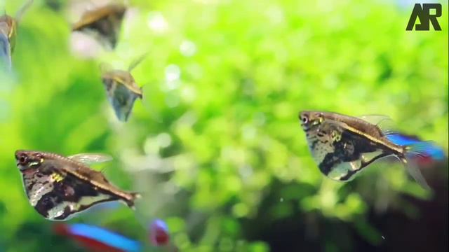 Карнигиелла | (Carnegiella strigata).