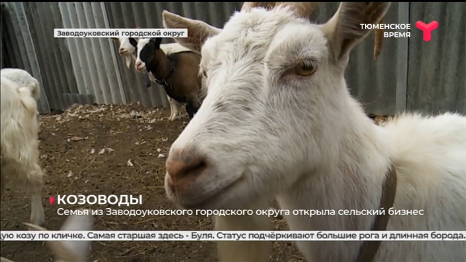 Семья из Заводоуковского городского округа открыла сельский бизнес