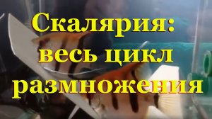 Нерест Скалярий от А до Я с пояснениями и нюансами: 90 дней за 30 минут
