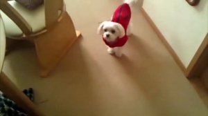 ТОП 10 смешные собаки_ Собаки лают Top 10