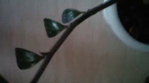 Этот мальчик снял свои шортики