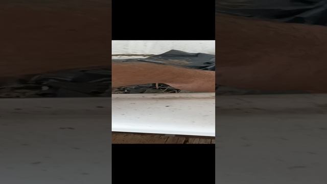 Самый лучший способ проращивания корневых черенков павловнии.