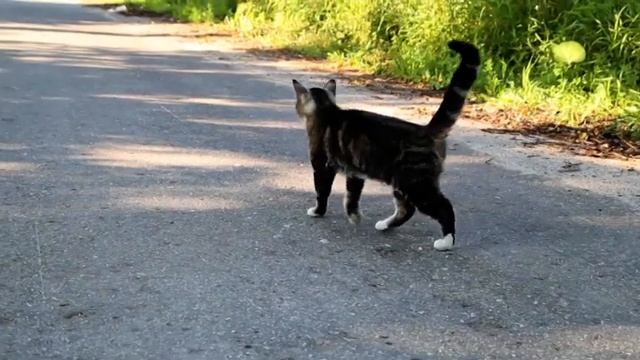 Снится мне деревня.. (Мелихово, Калужская область)