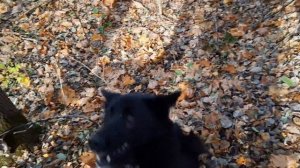 ВЗЯЛИ КУНИЦУ ИЗ ДУПЛА#НАТАСКА МОЛОДЫХ ЛАЕК#