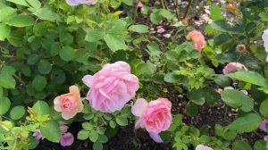 🌹 David Austin's Hyde Hall Rose / AUSbosky