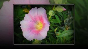 Мальва и лаватера