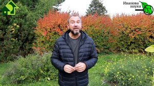 ДЕНЬ ЧЕСНОКА! Не опоздали с посадкой чеснока? Чем обработать чеснок при ПОЗДНЕЙ посадке для урожая.