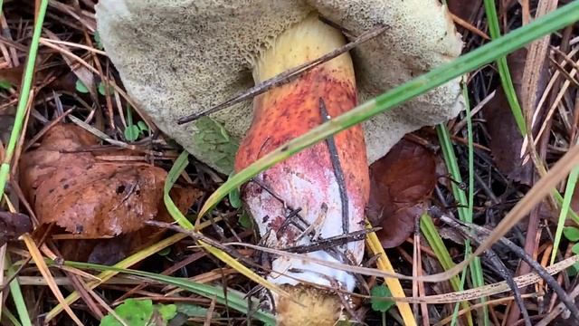 ГРИБ -ПОДДУБНИК. смотреть онлайн