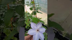 Клематис Blue Cotilion. Новинка 2023 года.