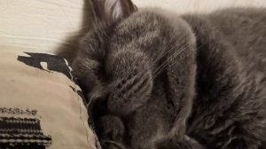 Кот храпит