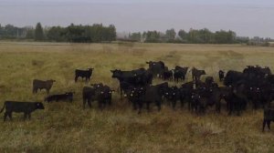 Ангусы При Пастбищном Отёле