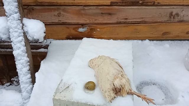 О причинах гибели несушек в начале яйцекладки. смотреть онлайн