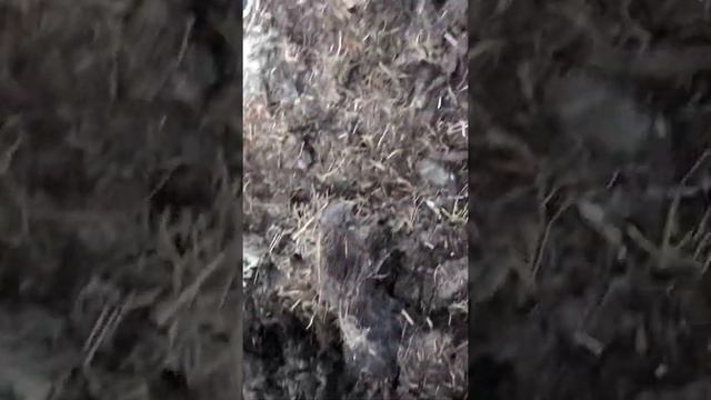 Где копать личинку майского жука. смотреть онлайн