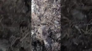 Где копать личинку майского жука.