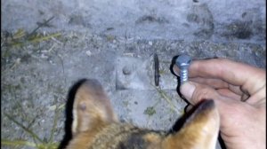 новые ошейники для моих коров//устройство привязи в стойлах